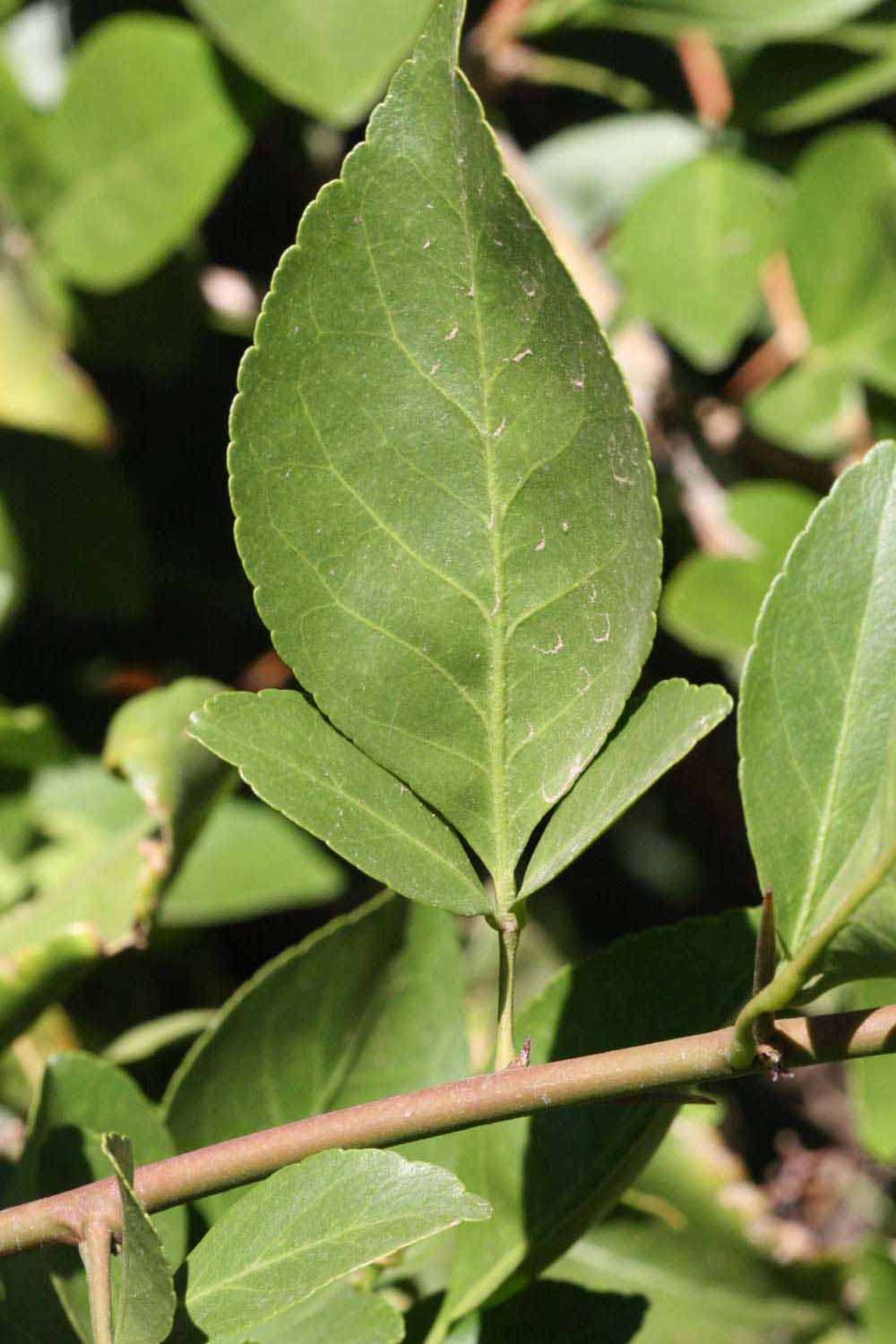              Trifoliolate leaf (Riverside, CA)       